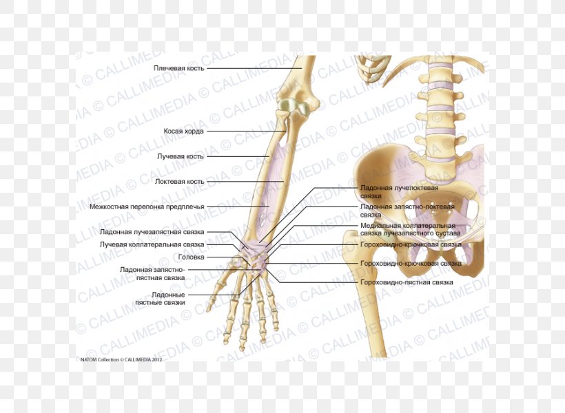 Ligament Forearm Elbow Hand Anatomy, PNG, 600x600px, Watercolor, Cartoon, Flower, Frame, Heart Download Free