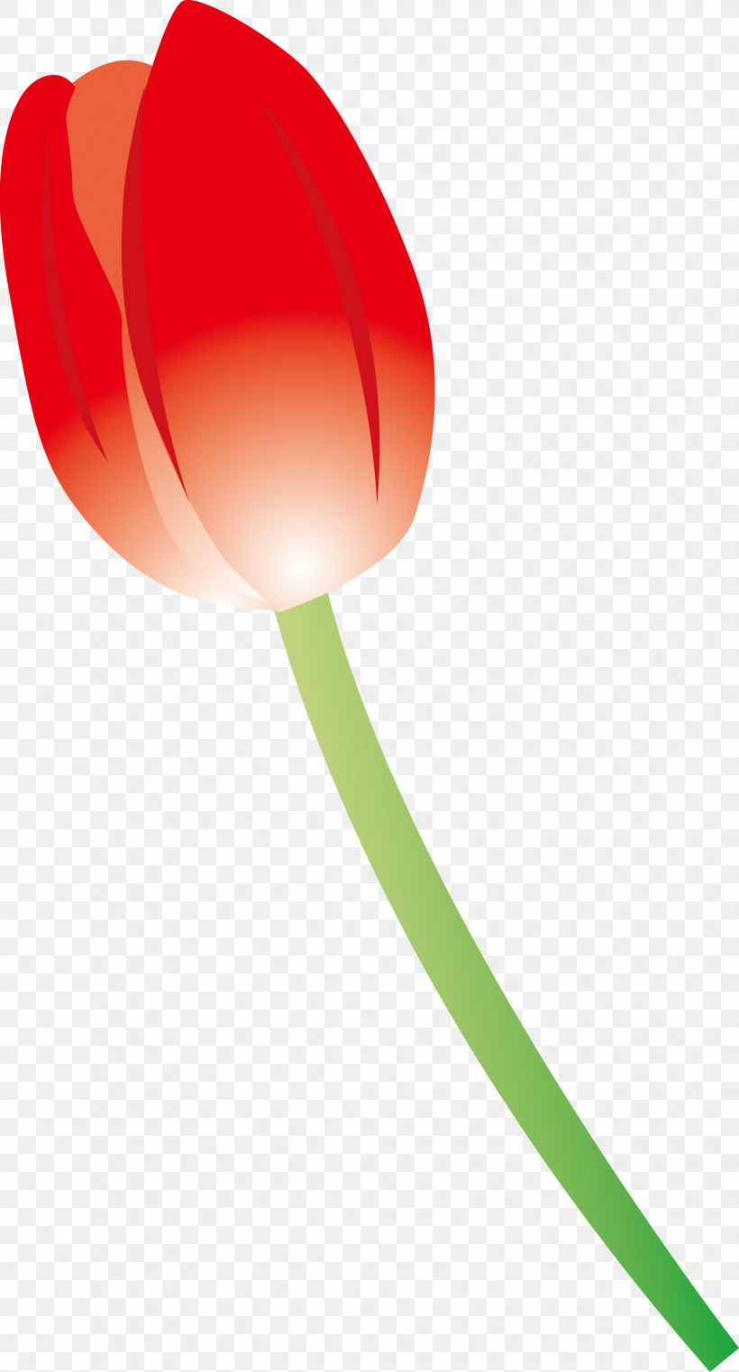 Red Tulip Plant, PNG, 2038x3784px, Red, Plant, Tulip Download Free