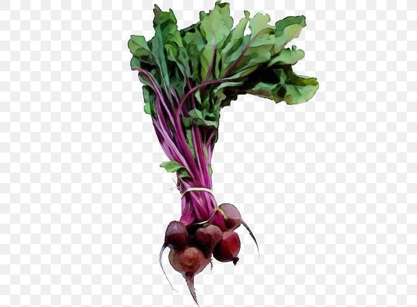 Beet Beetroot Beet Greens Radish Vegetable, PNG, 604x604px, Watercolor, Beet, Beet Greens, Beetroot, Flower Download Free