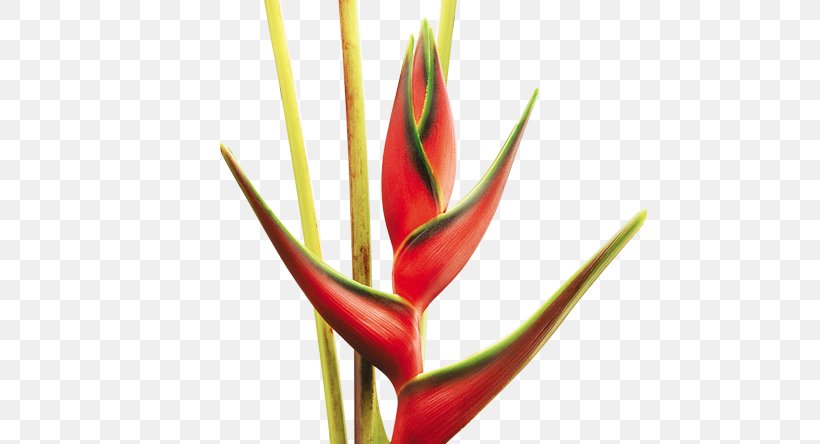 Cut Flowers Colombia Plant Stem, PNG, 570x444px, Cut Flowers, Bird Of Paradise Flower, Bud, Colombia, Flower Download Free