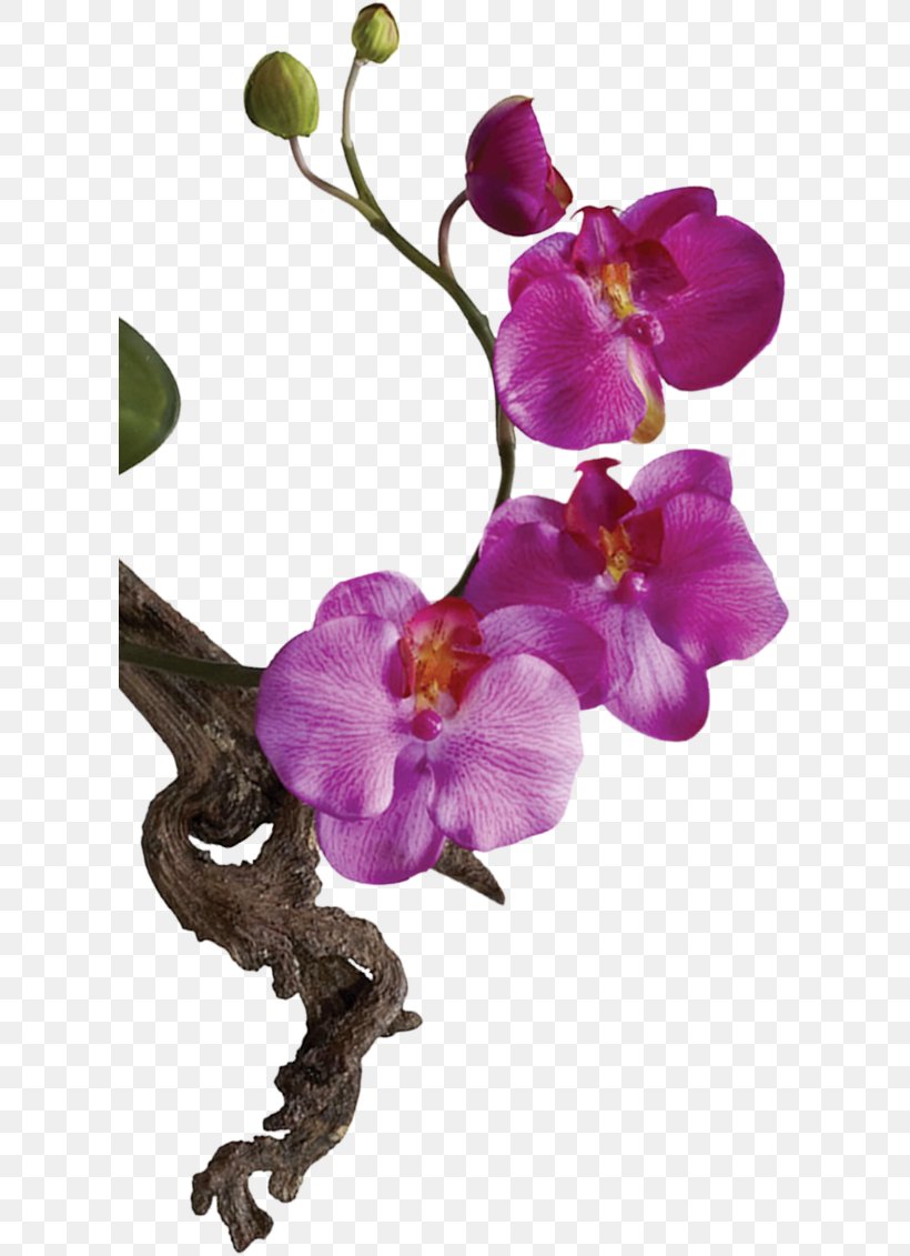 Cut Flowers Moth Orchids Matsuflora Polyscias Fruticosa, PNG, 605x1131px, Flower, Alpinia Purpurata, Blossom, Branch, Cut Flowers Download Free