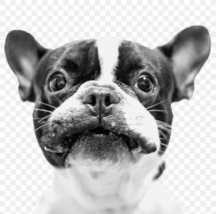 French Bulldog Boston Terrier Puppy Toy Bulldog, PNG, 972x959px, French Bulldog, American Kennel Club, Black And White, Boston Terrier, Breed Download Free