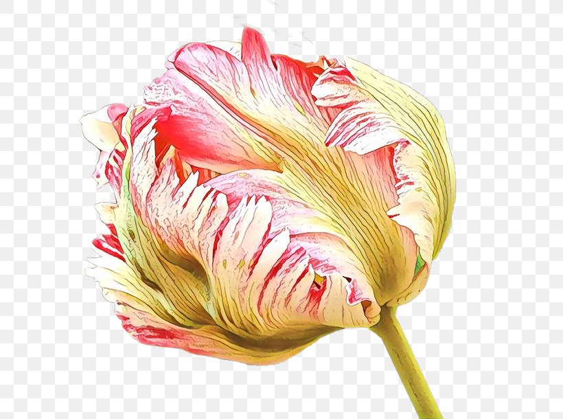 Pink Flower Cartoon, PNG, 640x610px, Tulip, Cut Flowers, Feather, Flower, Petal Download Free