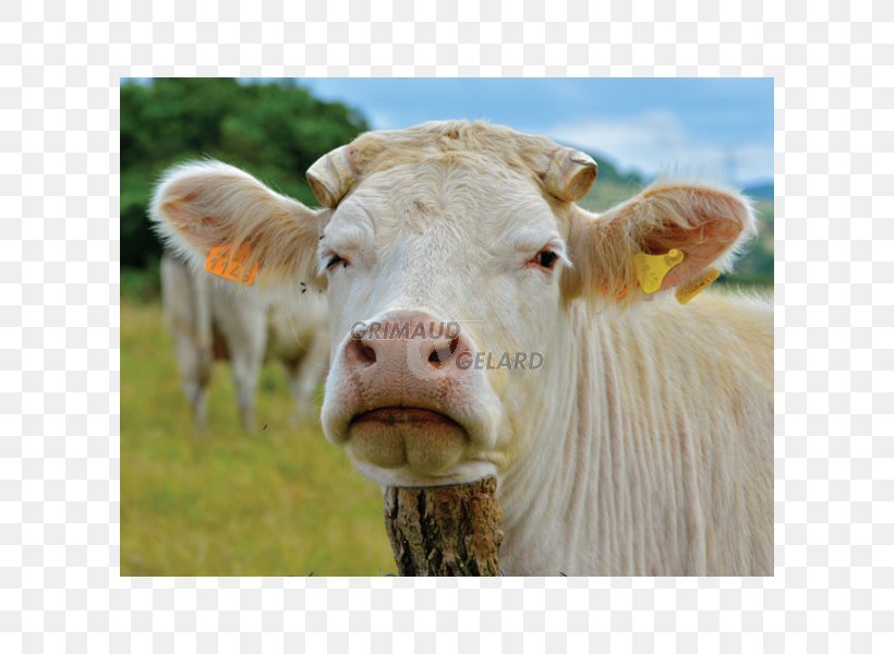 Dairy Cattle Calf Pasture Grazing, PNG, 600x600px, Dairy Cattle, Calf, Cattle, Cattle Like Mammal, Closeup Download Free