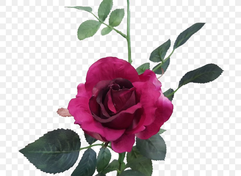 Garden Roses Cabbage Rose Cut Flowers Floral Design, PNG, 800x600px, Garden Roses, Branch, Cabbage Rose, China Rose, Cut Flowers Download Free