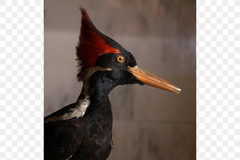Ivory-billed Woodpecker Birdwatching Pileated Woodpecker, PNG, 900x600px, Woodpecker, Animal, Beak, Bird, Birdwatching Download Free