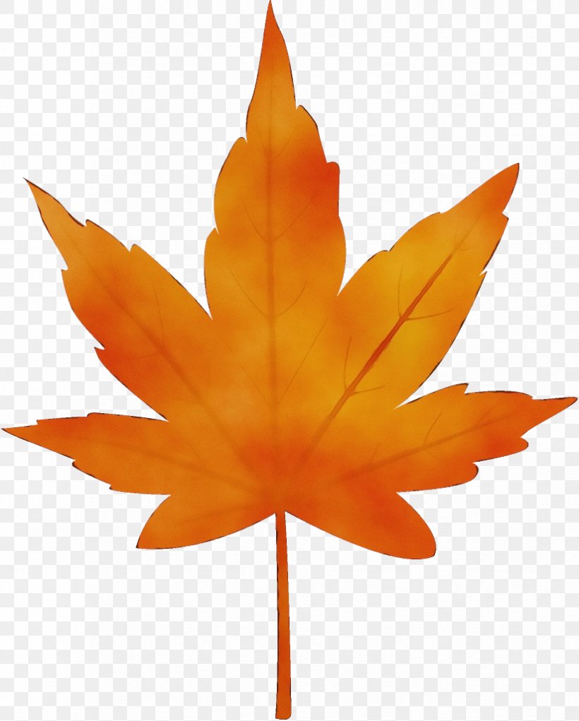 Maple Leaf, PNG, 824x1026px, Watercolor, Leaf, Maple, Maple Leaf, Orange Download Free