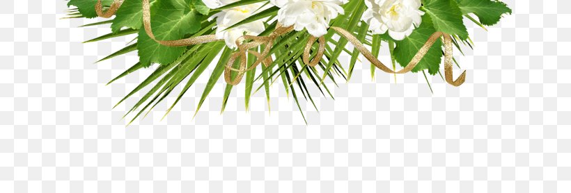 Twig Conifer Branch, PNG, 650x278px, Flower, Branch, Conifer, Evergreen, Fir Download Free