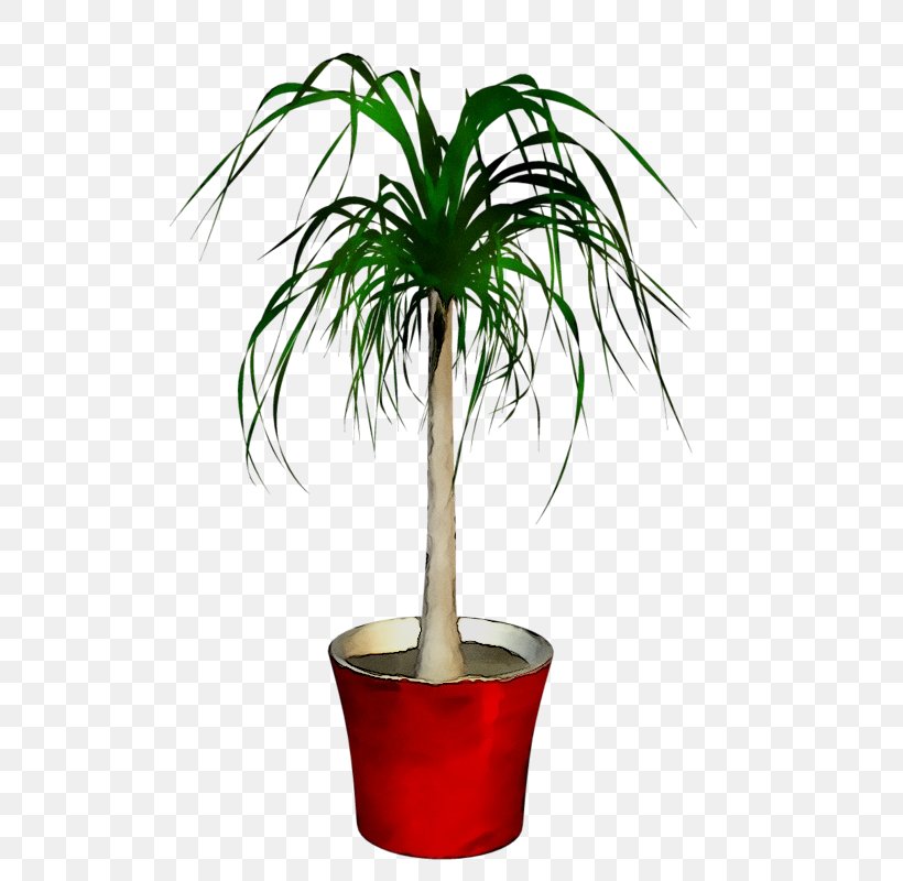 Palm Trees Flowerpot Plants Houseplant, PNG, 533x800px, Palm Trees, Arecales, Date Palm, Desert Palm, Flower Download Free