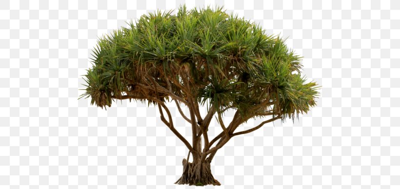 Tree Garden Evergreen Shrub, PNG, 512x388px, Tree, Bonsai, Branch, Capitata Group, Cordyline Australis Download Free