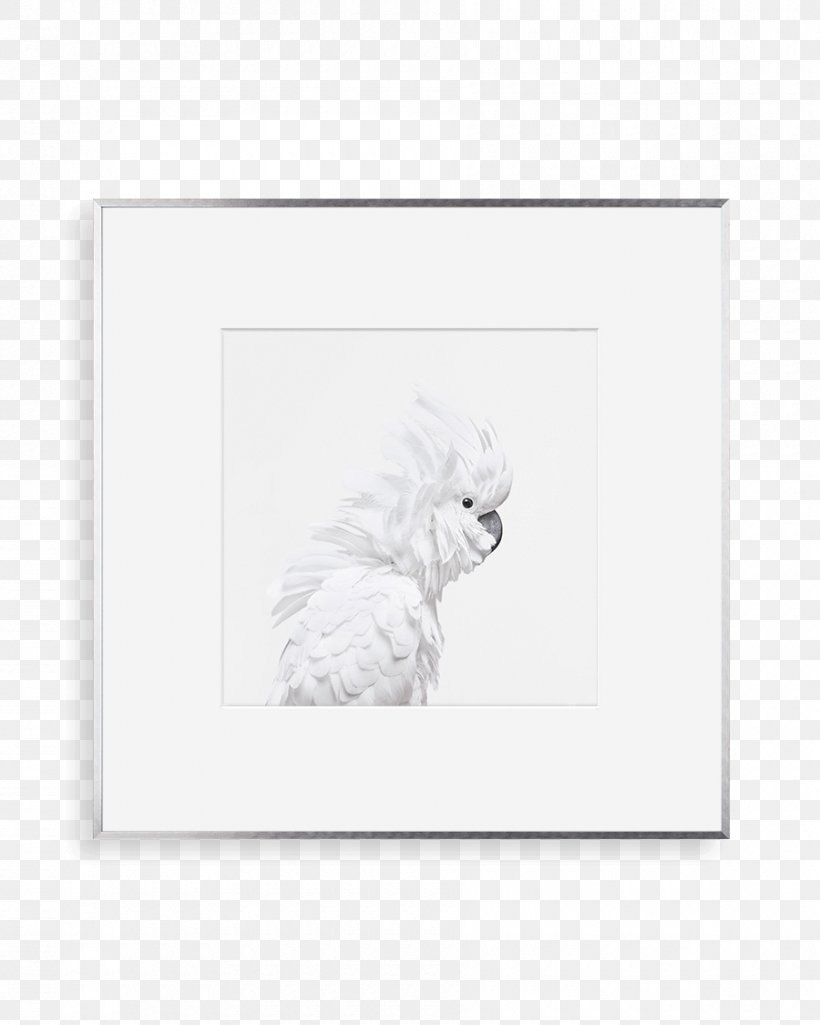 Cat Paper Dog Paw Picture Frames, PNG, 900x1125px, Cat, Black And White, Canidae, Cockatoo, Dog Download Free