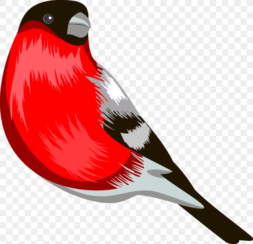 Clip Art Bird Eurasian Bullfinch Beak, PNG, 987x951px, Bird, Animation, Beak, Bullfinch, Cardinal Download Free