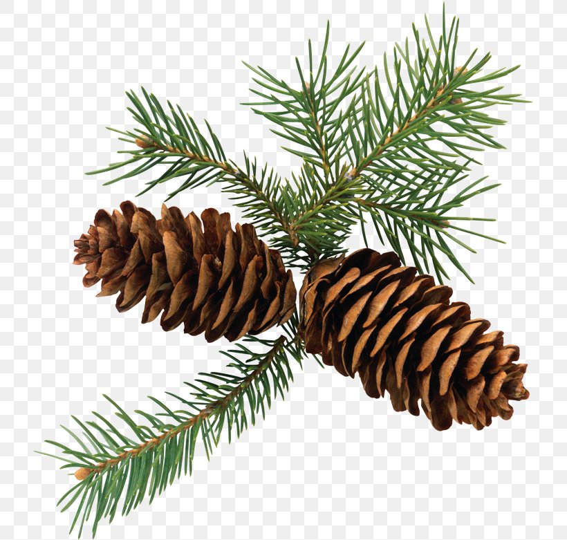 Conifer Cone Conifers Pine Fir, PNG, 725x781px, Conifer Cone, Brown Pine, Cedar, Christmas Ornament, Cone Download Free