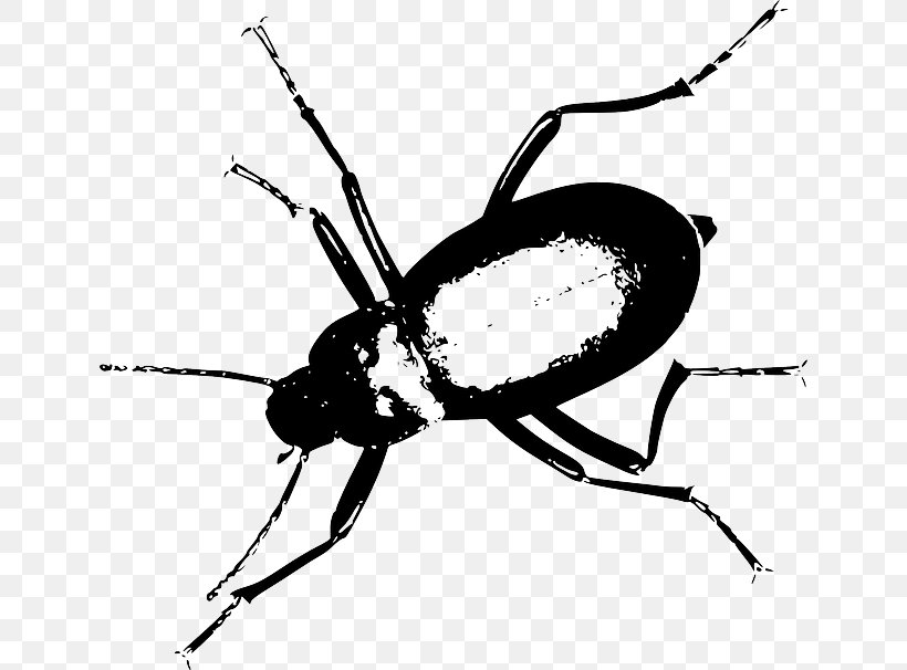 Darkling Beetle Clip Art, PNG, 640x606px, Darkling Beetle, Arthropod, Beetle, Black And White, Drawing Download Free