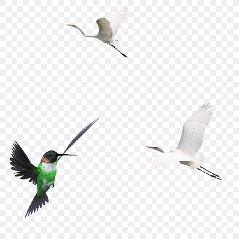Hummingbird Crane, PNG, 1000x1000px, Bird, Animal, Beak, Crane, Fauna Download Free