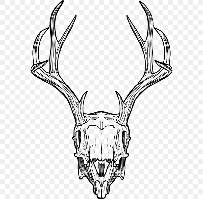 Jackalope Skull Antler Horn Drawing, PNG, 574x800px, Jackalope, Antler, Black And White, Bone, Deer Download Free
