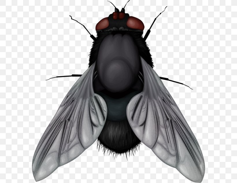 Clip Art Transparency Vector Graphics Image, PNG, 600x633px, Insect, Arthropod, Beetle, Black Fly, Blowflies Download Free