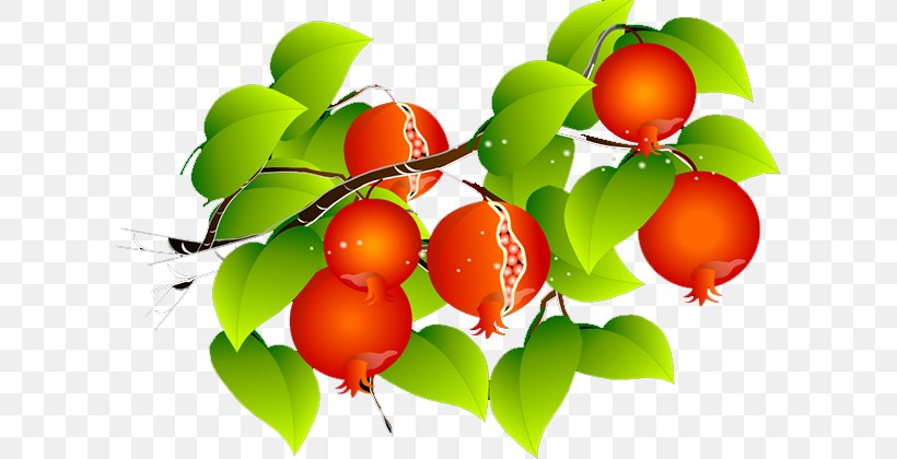Barbados Cherry Pomegranate, PNG, 609x420px, Barbados Cherry, Acerola, Acerola Family, Apple, Apricot Download Free