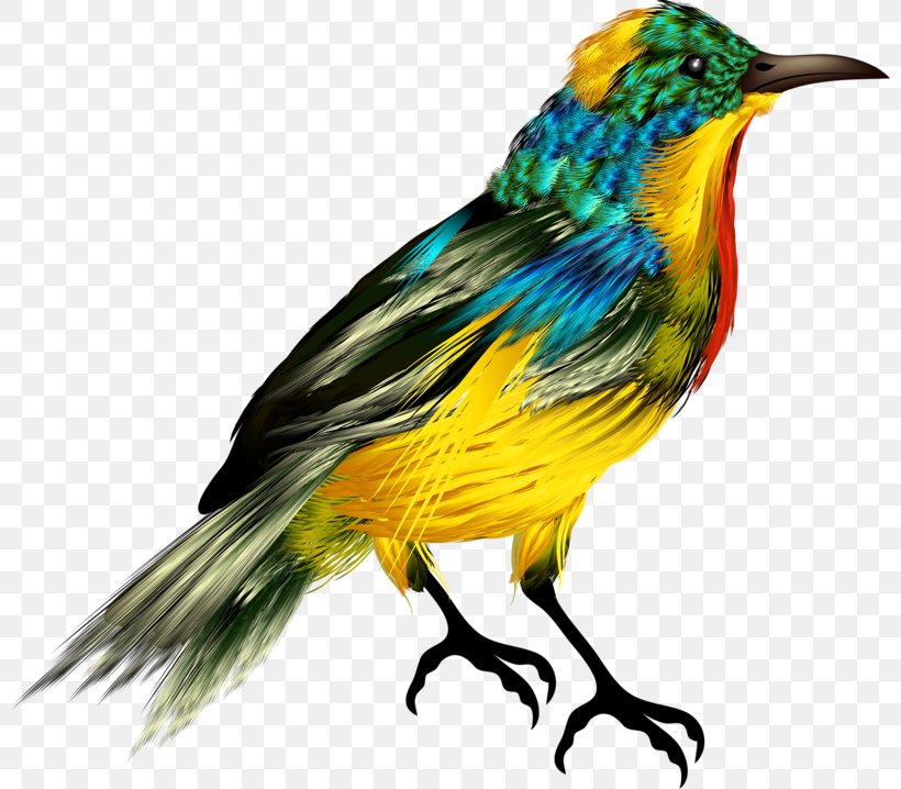 Bird, PNG, 800x718px, Bird, Art, Beak, Bird Nest, Drawing Download Free