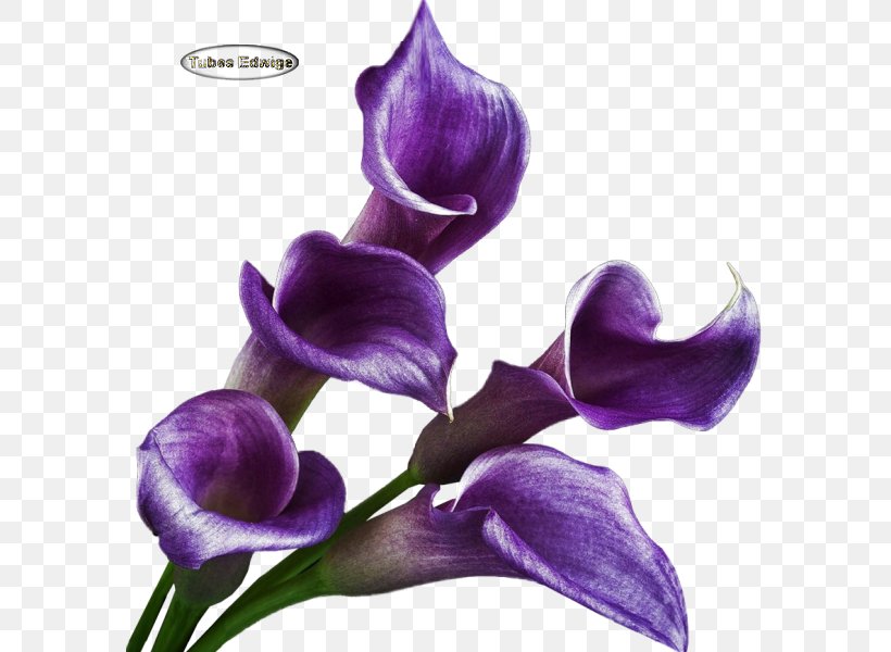 Cut Flowers Petal, PNG, 588x600px, Cut Flowers, Flower, Flowering Plant, Iris, Iris Family Download Free