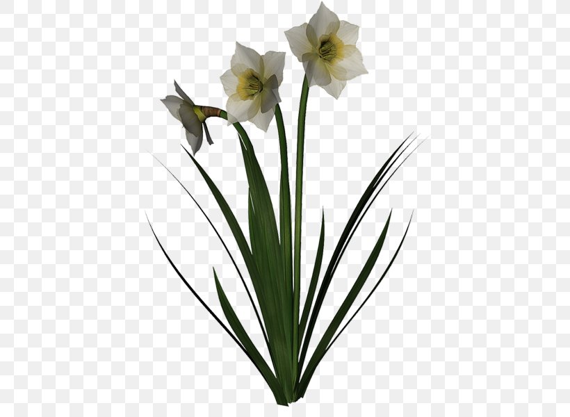 Cut Flowers Wild Daffodil Jonquille Hyacinth, PNG, 424x600px, Cut Flowers, Amaryllis Family, Common Poppy, Daffodil, Flower Download Free