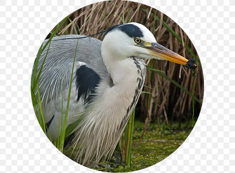 Intaka Island Egret Bird Nutrient Wetland, PNG, 606x606px, Egret, Beak, Bird, Bluebirds, Cape Town Download Free