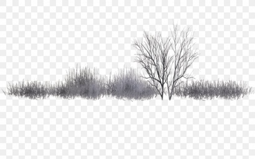 Populus Alba Populus Nigra Shrub Tree Landscape, PNG, 1024x639px, Populus Alba, Black And White, Branch, Cottonwood, Deviantart Download Free