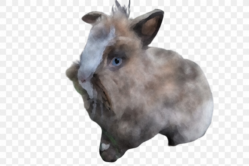 Rabbit Rabbits And Hares Snout Whiskers Hare, PNG, 2448x1632px, Rabbit, Animal Figure, Ear, Hare, Rabbits And Hares Download Free