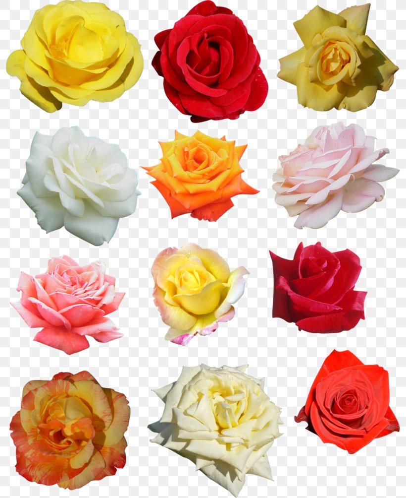 Rose Flower Wreath Crown Headband, PNG, 796x1004px, Rose, Artificial Flower, Blossom, Crown, Cut Flowers Download Free