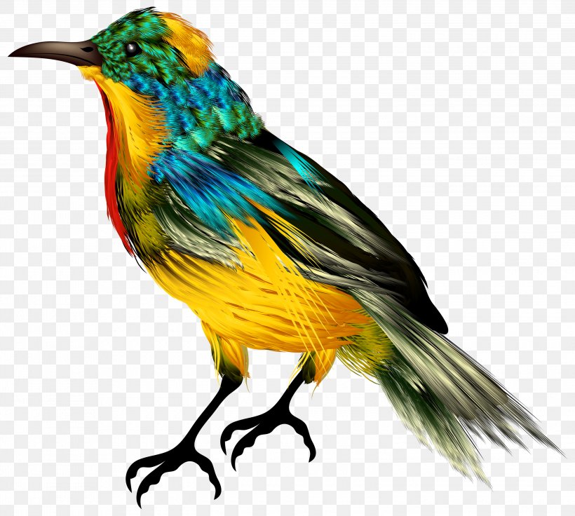 Bird Clip Art, PNG, 3000x2693px, Bird, Alpha Compositing, Beak, Fauna, Feather Download Free