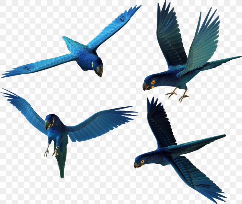Bird Parrot Parrot, PNG, 4594x3893px, Bird, Beak, Computer Graphics, Fauna, Feather Download Free