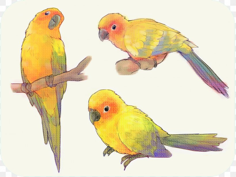 Budgerigar Lovebird Macaw Lories And Lorikeets, PNG, 950x716px, Budgerigar, Beak, Bird, Bird Supply, Common Pet Parakeet Download Free