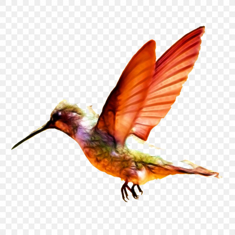 Charming Hummingbird Baby Transport Infant, PNG, 1024x1024px, Hummingbird, Aliexpress, Baby Transport, Beak, Bird Download Free