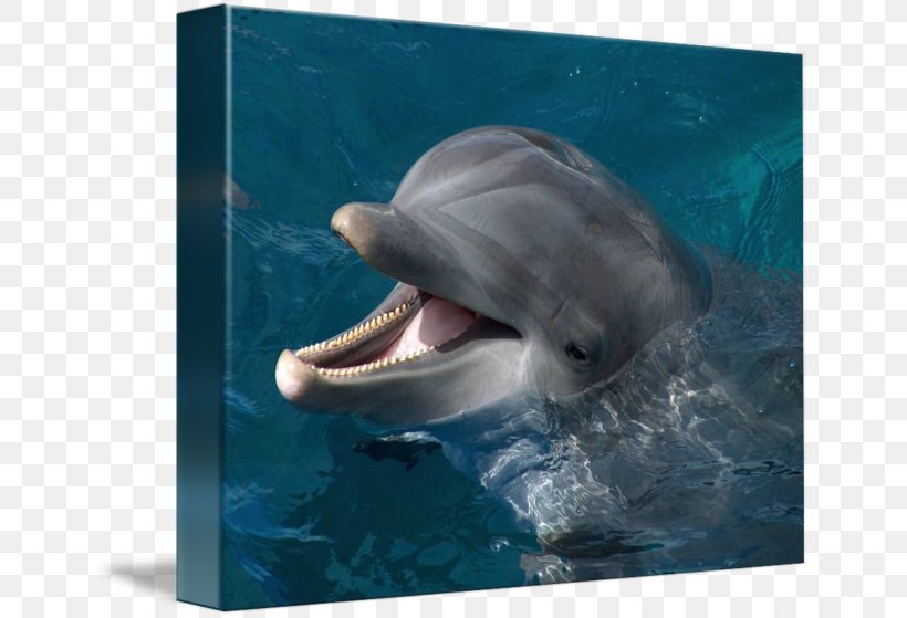 Common Bottlenose Dolphin Wholphin Tucuxi Short-beaked Common Dolphin Rough-toothed Dolphin, PNG, 650x559px, Common Bottlenose Dolphin, Biology, Bottlenose Dolphin, Dolphin, Fauna Download Free