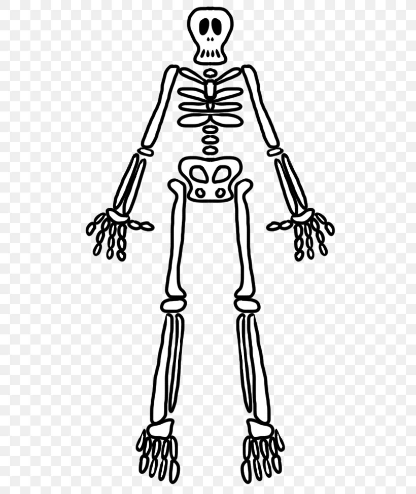 Finger Human Skeleton Homo Sapiens Bone, PNG, 510x975px, Watercolor, Cartoon, Flower, Frame, Heart Download Free
