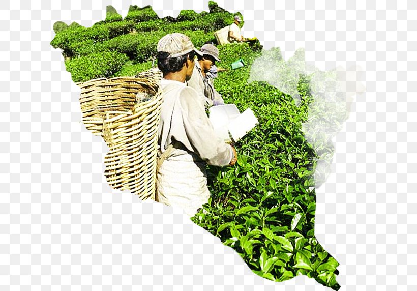 Herbalism Agriculture Leaf Vegetable, PNG, 623x572px, Herbalism, Agriculture, Grass, Herb, Leaf Vegetable Download Free