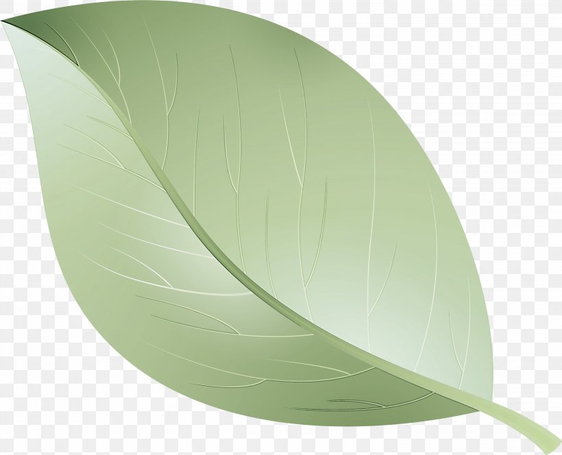 Leaf Green Table Plant Oval, PNG, 3000x2430px, Leaf, Green, Oval, Plant, Table Download Free