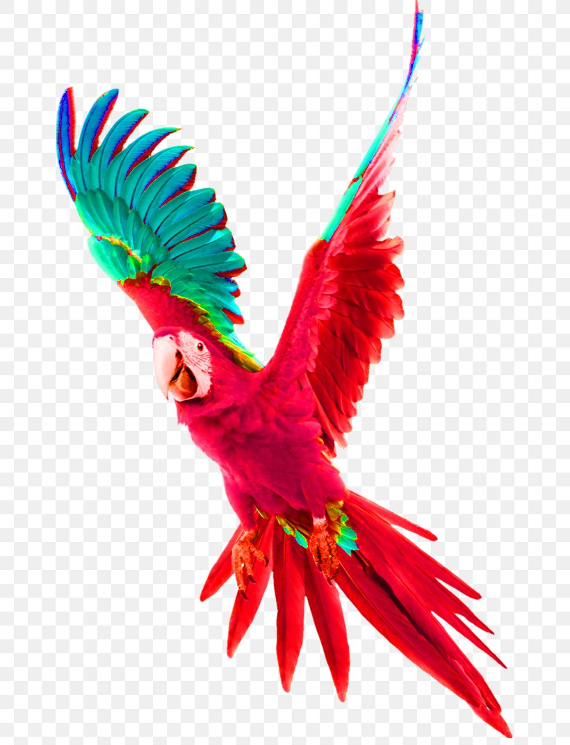 Parrot Bird Budgerigar Tyburn Gallows, PNG, 658x1072px, Parrot, Beak, Bird, Birdcage, Budgerigar Download Free