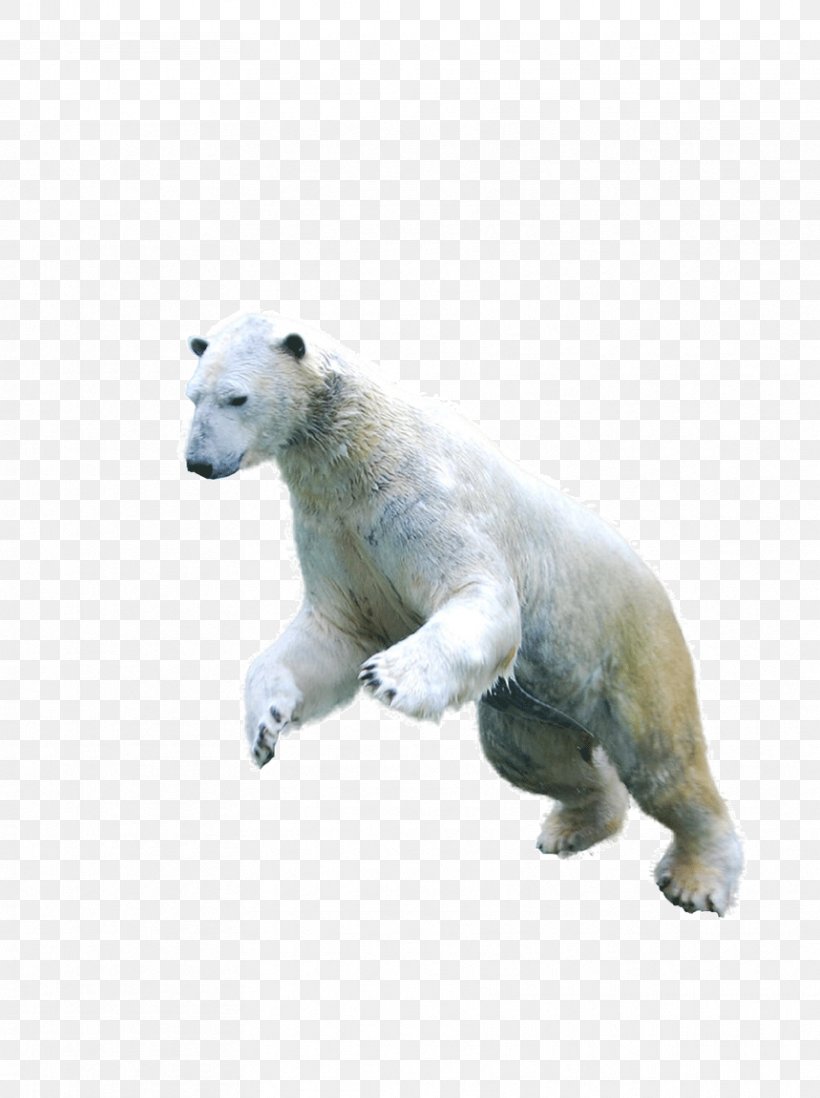 Polar Bear Asian Black Bear Arctic Fox Earless Seal, PNG, 859x1151px, Watercolor, Cartoon, Flower, Frame, Heart Download Free