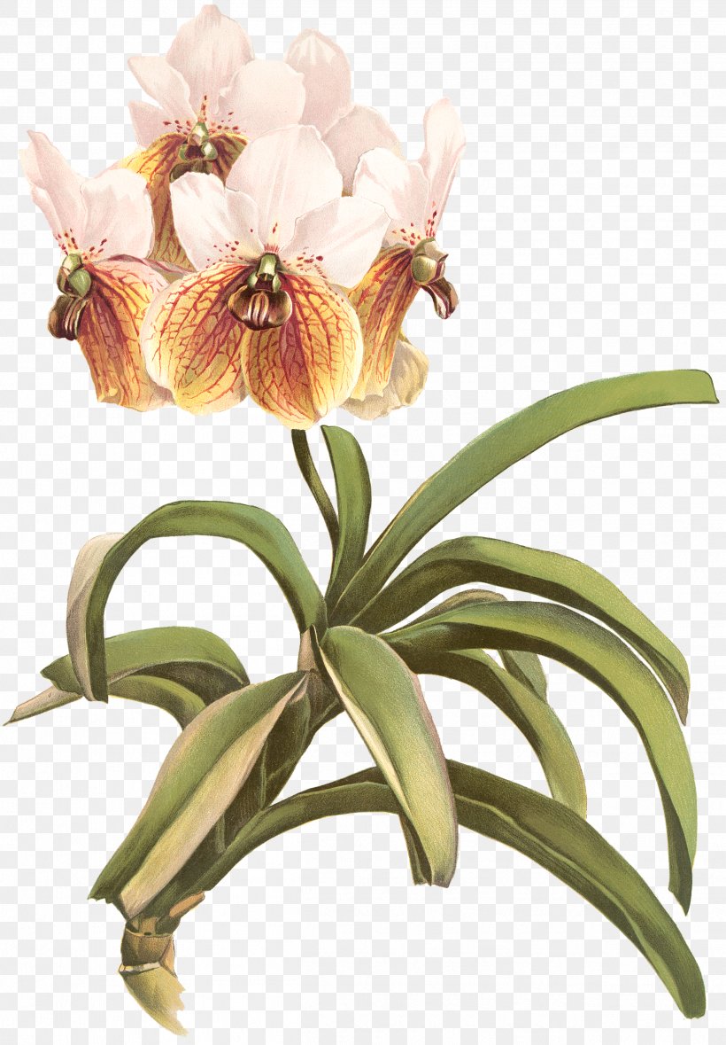 Reichenbachia: Orchids Illustrated And Described Waling-waling Image Stock Photography, PNG, 2502x3600px, Walingwaling, Alamy, Cattleya, Cut Flowers, Daylily Download Free