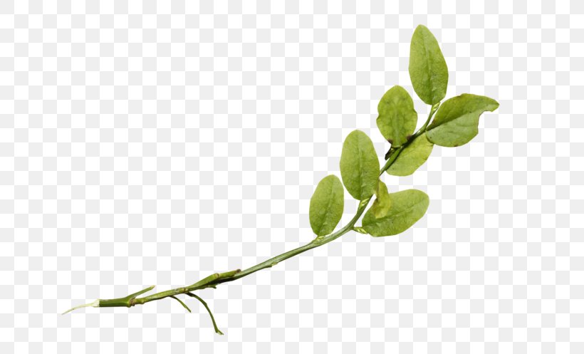 Twig Plant Stem Leaf Herb, PNG, 699x497px, Twig, Branch, Herb, Leaf, Plant Download Free