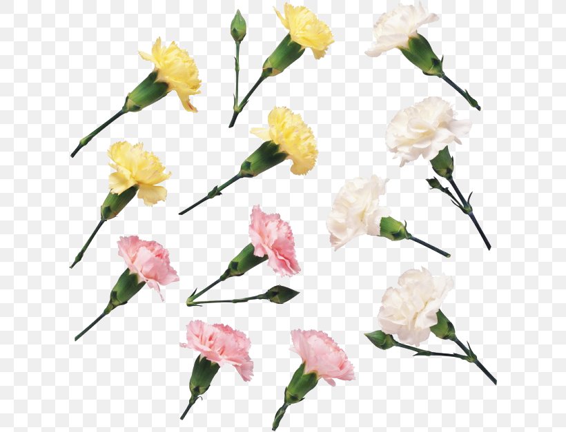 Floral Design Carnation Flower Download, PNG, 622x627px, Floral Design, Blume, Branch, Carnation, Coreldraw Download Free