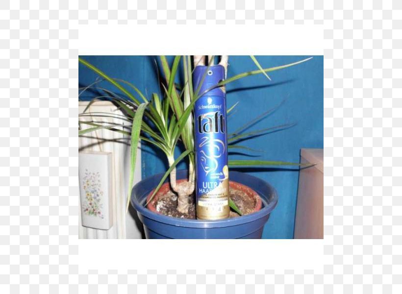 Majorelle Blue Majorelle Garden Flowerpot Houseplant, PNG, 800x600px, Majorelle Blue, Blue, Flowerpot, Houseplant, Majorelle Garden Download Free
