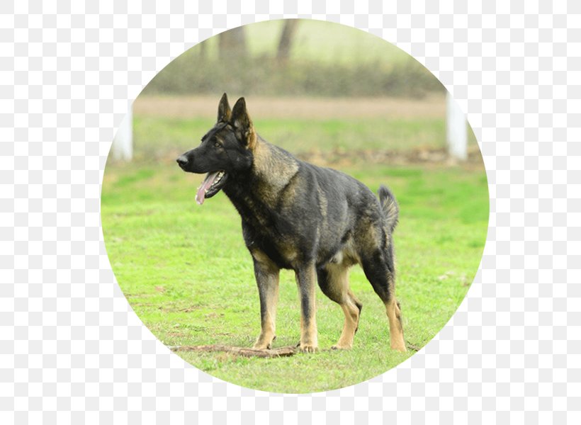 Old German Shepherd Dog Shiloh Shepherd Dog East-European Shepherd Dutch Shepherd King Shepherd, PNG, 600x600px, Old German Shepherd Dog, Belgian Shepherd, Belgian Shepherd Malinois, Breed, Carnivoran Download Free