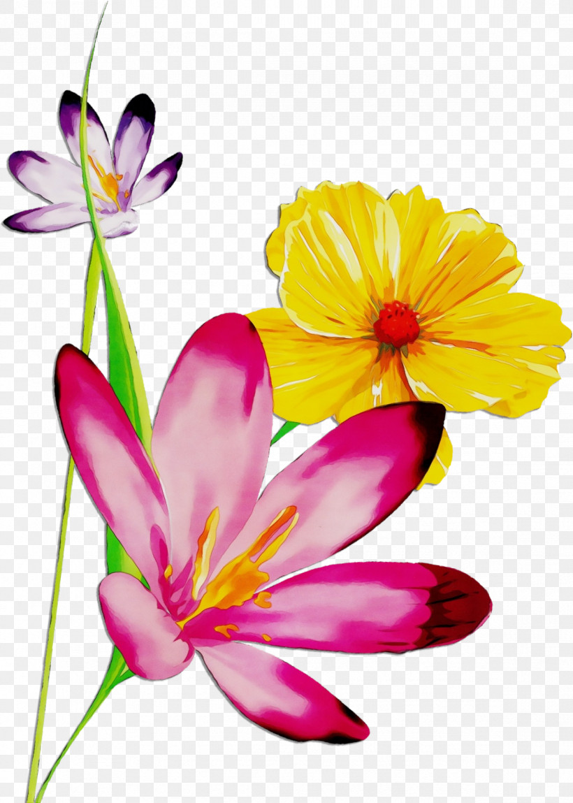 Flower Petal Plant Pink Cut Flowers, PNG, 1168x1638px, Watercolor, Crocus, Cut Flowers, Daisy Family, Flower Download Free