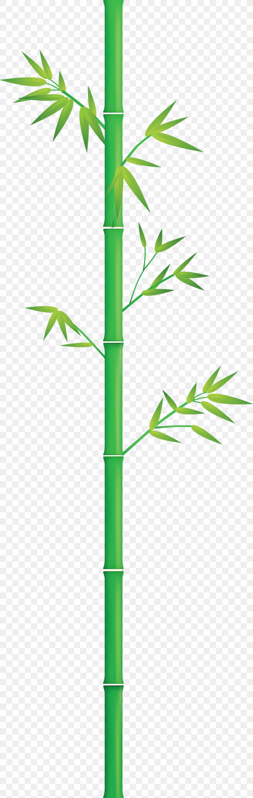 Bamboo Leaf, PNG, 951x3000px, Bamboo, Grass, Grass Family, Green, Hemp Family Download Free