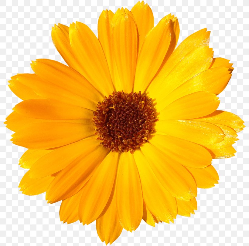 Common Sunflower Common Daisy Clip Art, PNG, 800x811px, Common Sunflower, Annual Plant, Calendula, Common Daisy, Cut Flowers Download Free
