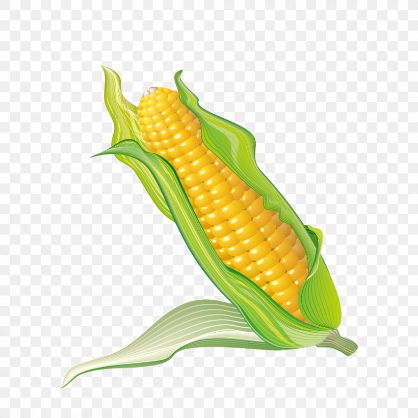 Corn On The Cob Popcorn Maize, PNG, 1000x1000px, Corn On The Cob, Cartoon, Caryopsis, Commodity, Corn Kernel Download Free