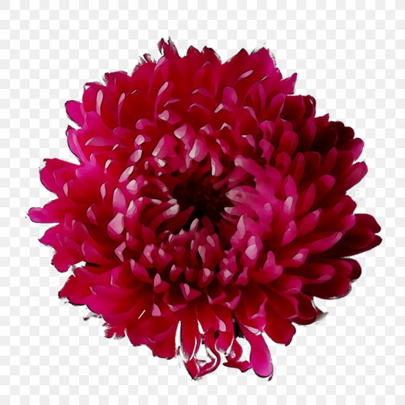 Dahlia Chrysanthemum Cut Flowers Magenta, PNG, 1008x1008px, Dahlia, Artificial Flower, Aster, China Aster, Chrysanthemum Download Free