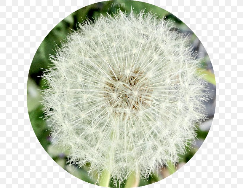 Dandelion Close-up, PNG, 640x633px, Dandelion, Closeup, Flower Download Free